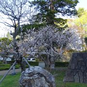 桜が綺麗だった！（オホーツク庭園）