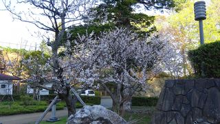 桜が綺麗だった！（オホーツク庭園）