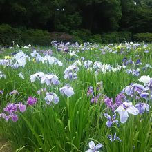 旧秋元邸前の菖蒲。