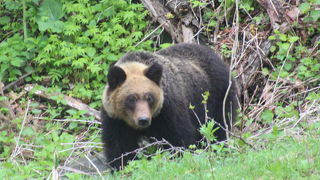 ヒグマの子供が可愛かったです。