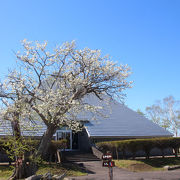 春の訪れを告げる様に、白い桜の花が満開でした。