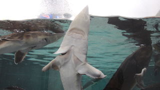 チョウザメに咬まれると証明書をくれます。