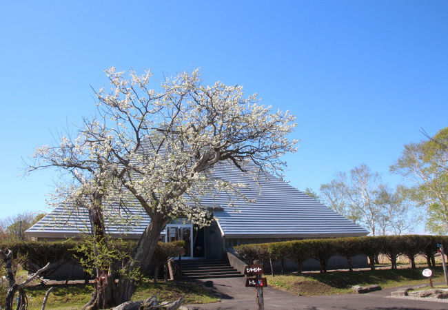 春の訪れを告げる様に、白い桜の花が満開でした。