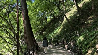 青モミジもいいですよ！！