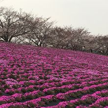 満開の桜と芝桜