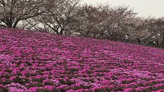 芝桜と桜