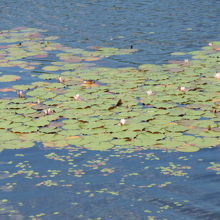鴨池のスイレン