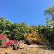 オアフ島の自然に溶け込んだ植物園