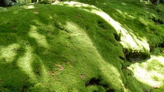 梅雨時期の苔は生き生きして最高。新緑と苔！