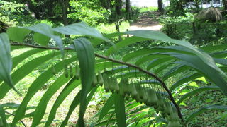 知られざる高山植物の魅力