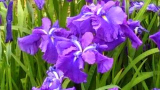 まもなく「あやめまつり」が始まる「多賀城跡あやめ園」