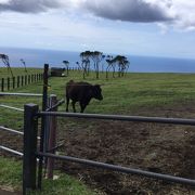 牛と展望台