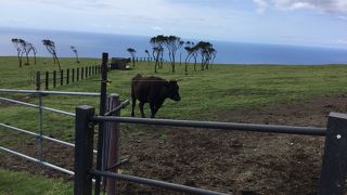 牛と展望台