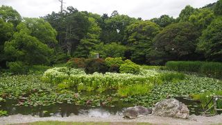 睡蓮が浮かぶ風情ある池