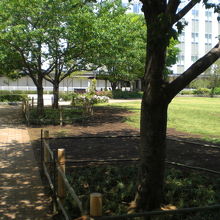 和泉公園の中には、広い芝生と緑の樹々が多く見られます。