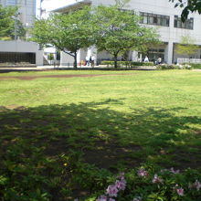 和泉公園の広い芝生の広場には、子供が裸足で走り廻れる環境です