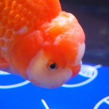 可愛らしい金魚