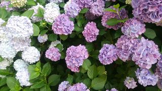 アジサイが見ごろな下田公園