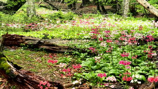 日光のクリンソウ群生地