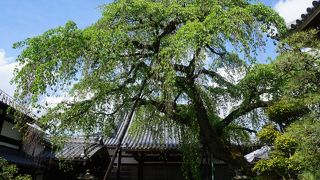 本堂の前に立つしだれ桜が名物