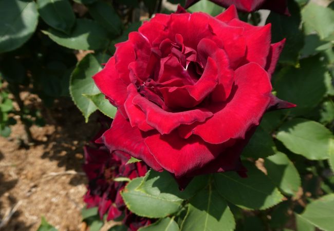 花巻温泉バラ園 クチコミ アクセス 営業時間 花巻 フォートラベル 花巻温泉バラ園 クチコミ アクセス 営業時間 花巻 フォートラベル