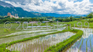 勾配が緩やかでやや小規模の棚田です。