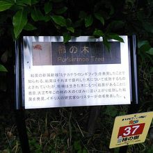 柿の木の説明掲示板