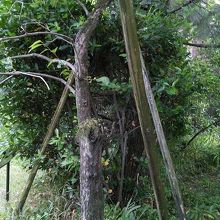 粘菌を発見した柿の木