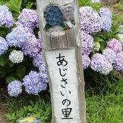 今でしょ！紫陽花は満開です