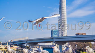このあたりはカモメがワンサカいて気持ちが悪いです。