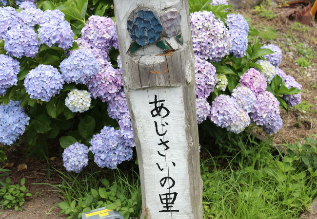 開成町あじさいまつり 中止 クチコミ アクセス 営業時間 秦野 松田 足柄 フォートラベル