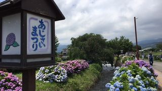 5000株のアジサイ、綺麗でした