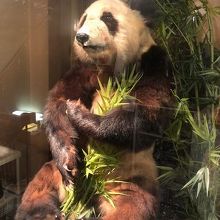 パンダのはく製？