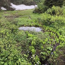 散歩道がないのが残念でした