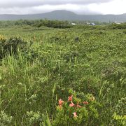 青森の尾瀬 田代平湿原