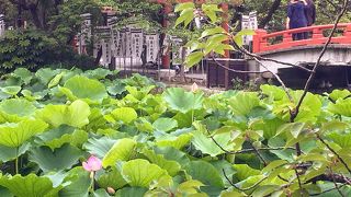 蓮の花が一輪だけ咲いてました