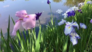 ハナショウブとスイレンのコラボ、素晴らしい！