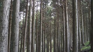 大山山頂までの登山道にあります