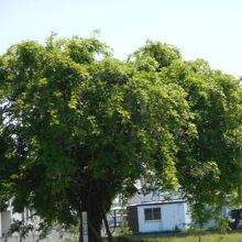 ごうやぶ遺跡のところ
