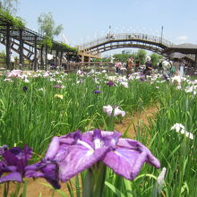 無料で1000万株のあやめが楽しめます