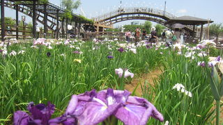 1000万株のあやめが無料で楽しめます