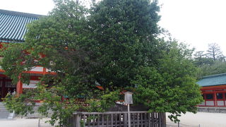 木々の葉が美しい緑