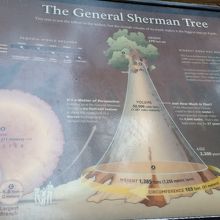 木の説明