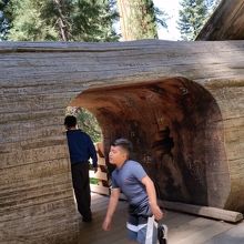 倒木のトンネル