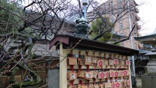 ほとんど開花していませんでした