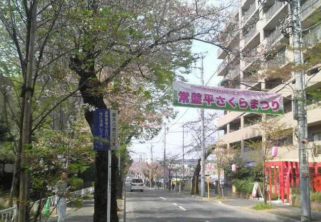 出店や屋台が並び桜に華を添えてくれます