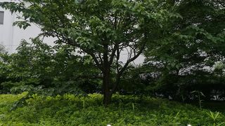 小石川植物園から移植されたそうです