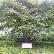 ハンカチの木のそばにある大きなハゼの木です
