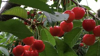 さくらんぼ狩りしてきました