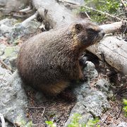 景色もいいし、たくさんの動物にも会えます(^^♪